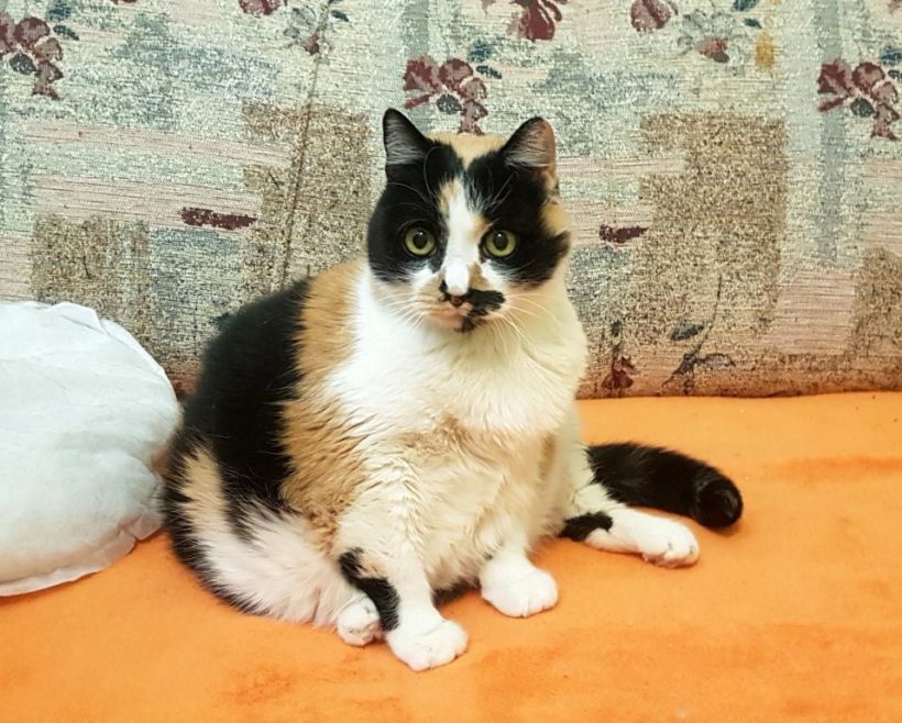 MICINKA