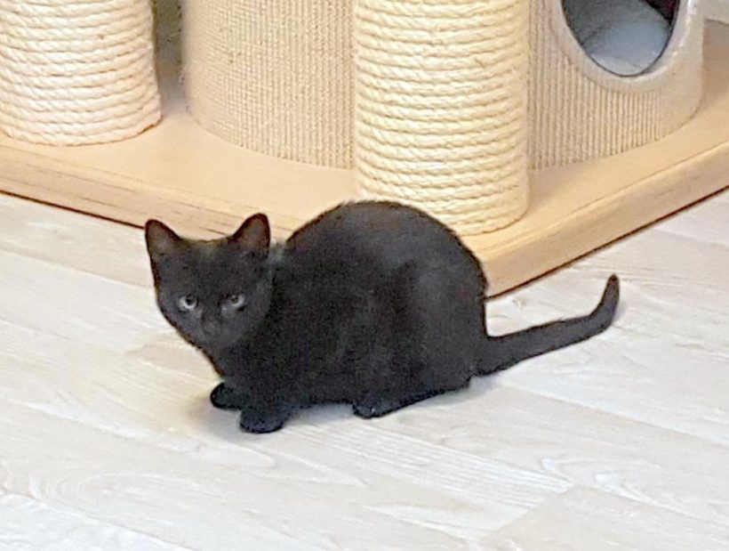 PHOEBE