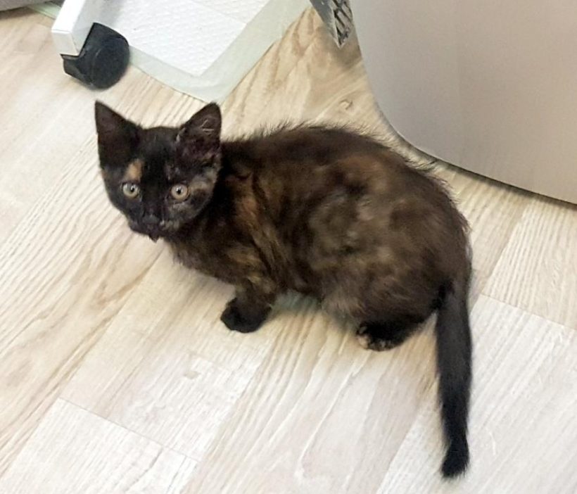 ILONKA (10 měs.)