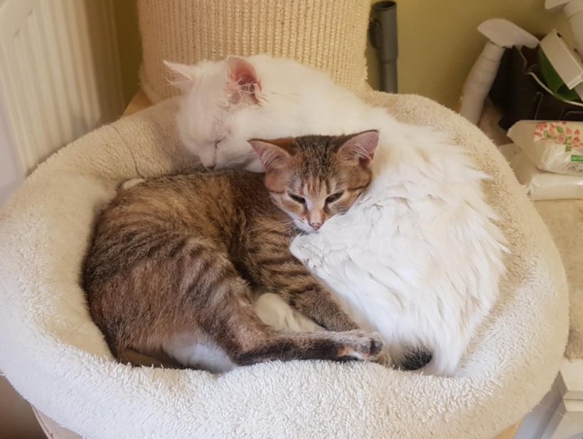RINKI (8 m.)