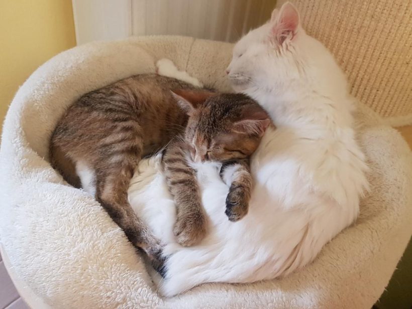 RINKI (8 m.)