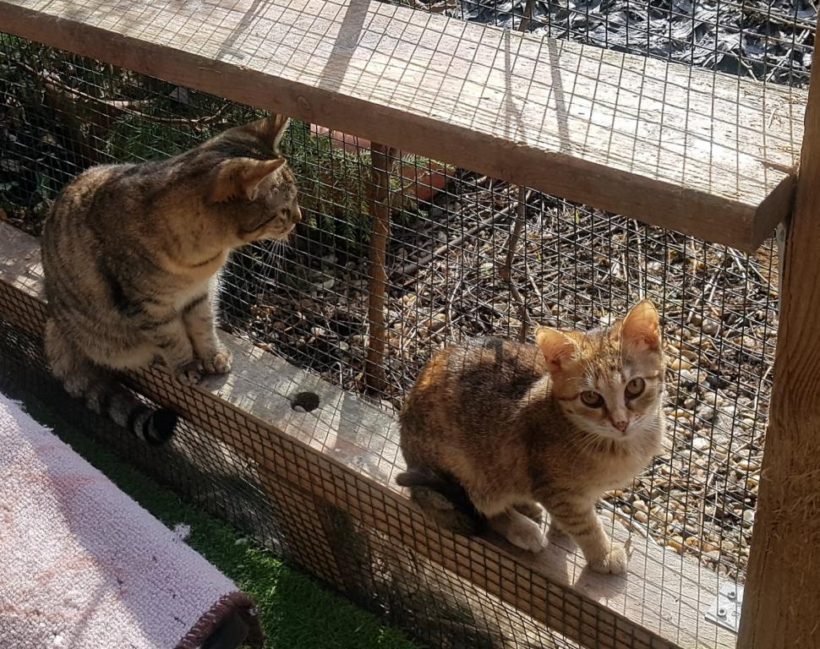 RINKI (8 m.)