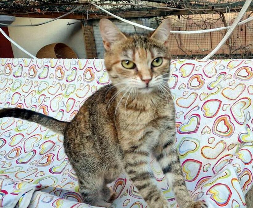 RINKI (2,5 r.)