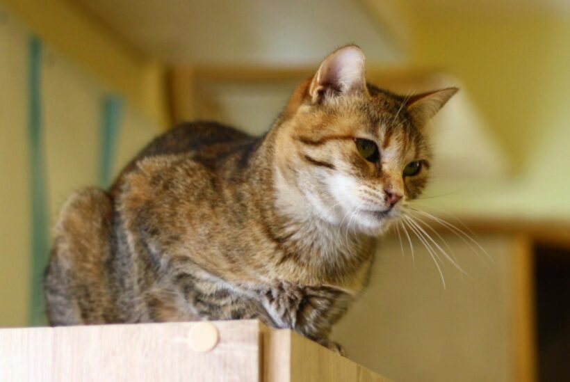 RINKI (2,5 r.)