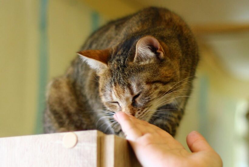 RINKI (2,5 r.)