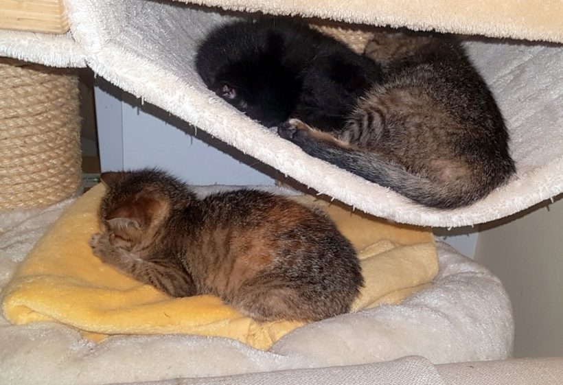 RINKI (8 m.)