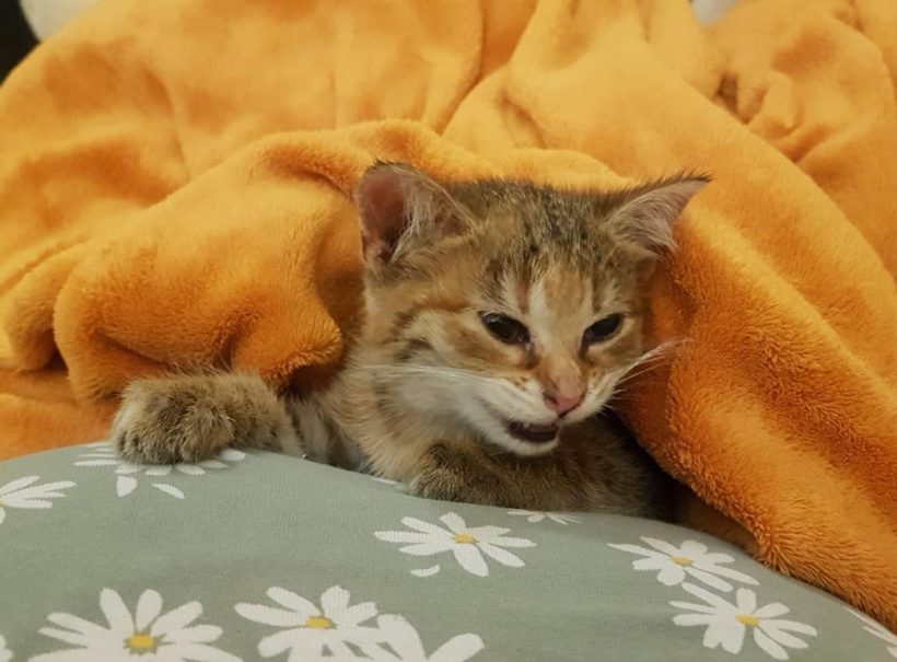 RINKI (8 m.)