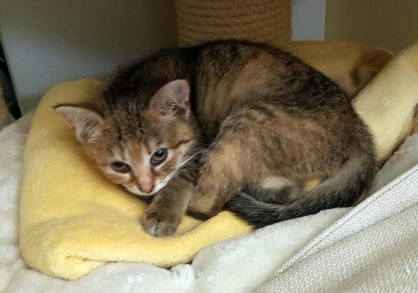RINKI (8 m.)
