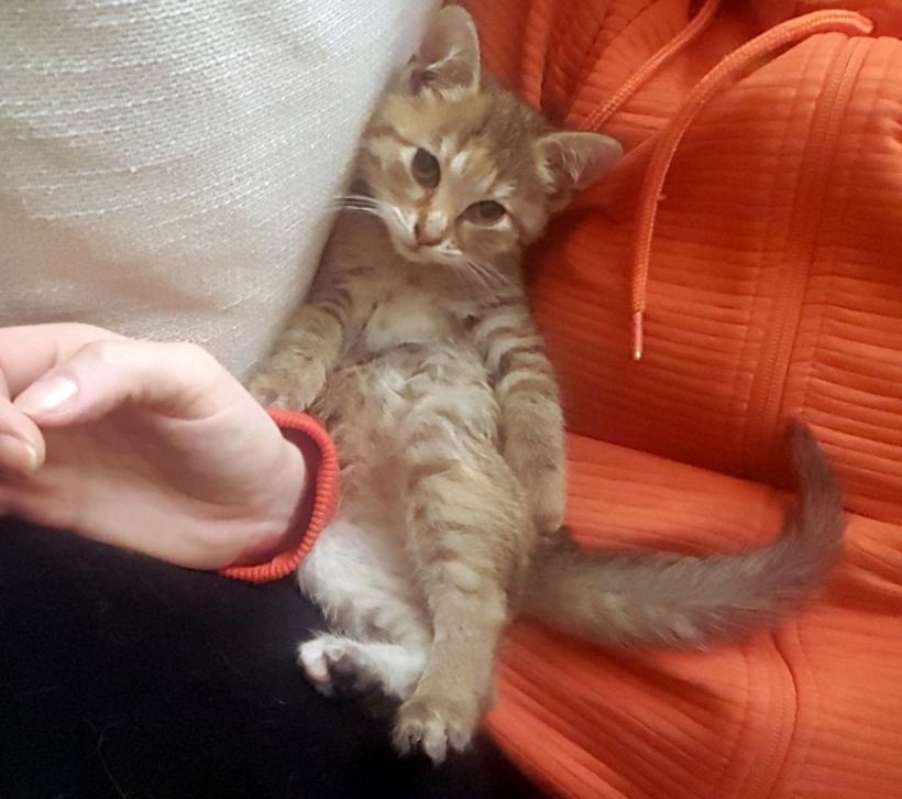 RINKI (8 m.)