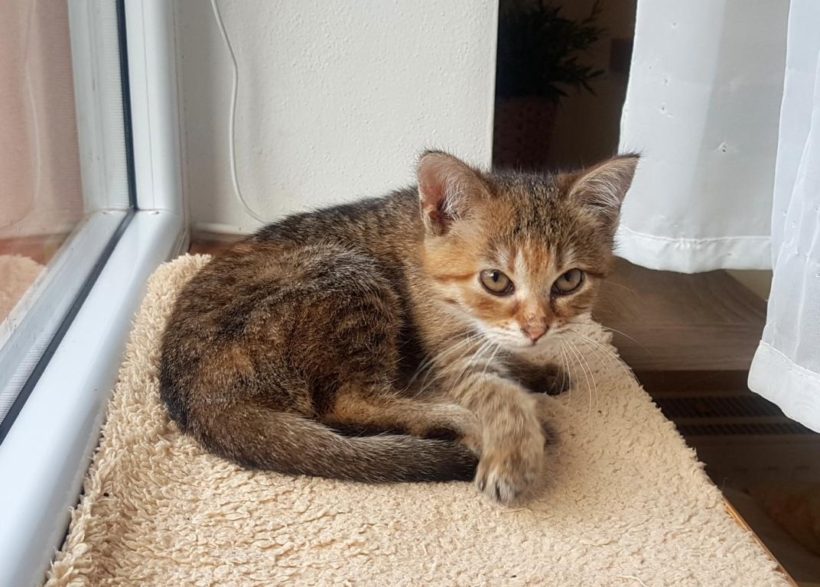 RINKI (8 m.)
