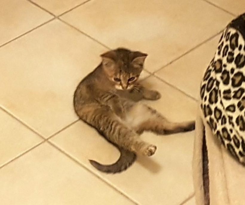 RINKI (8 m.)