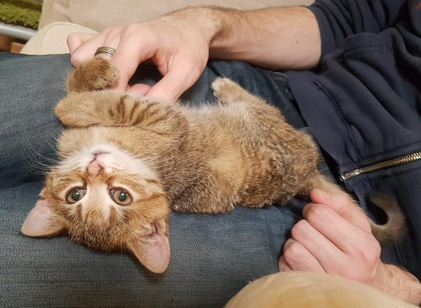RINKI (8 m.)