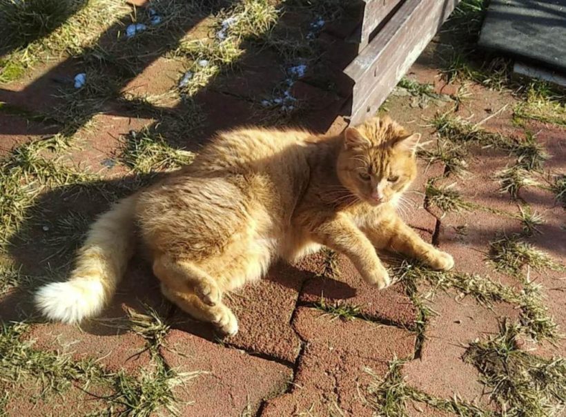 GARFIELDKA GARFIELDKA