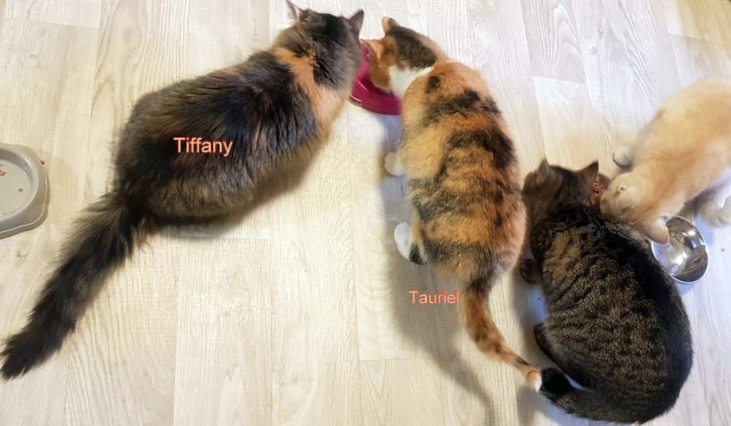 TIFFANY