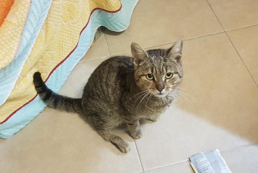 PANCHO (9 m.)