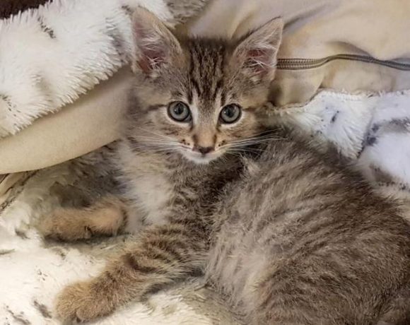 CHARLIE (2 m.)