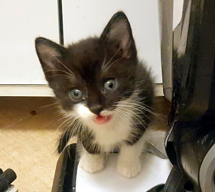 OREO OREO