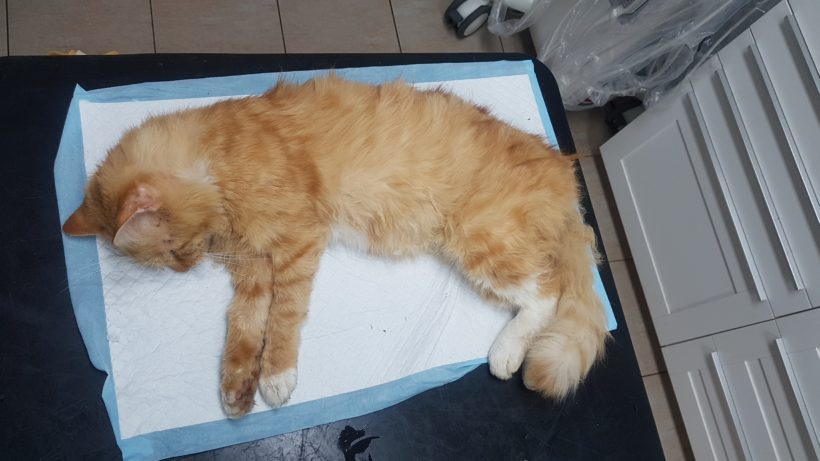 ASLAN (3-5l.) ASLAN (3-5l.)