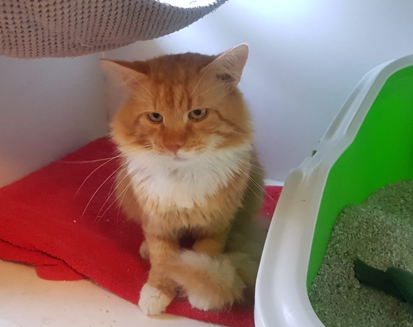 ASLAN (3-5l.) ASLAN (3-5l.)