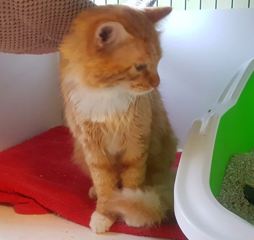 ASLAN (3-5l.) ASLAN (3-5l.)