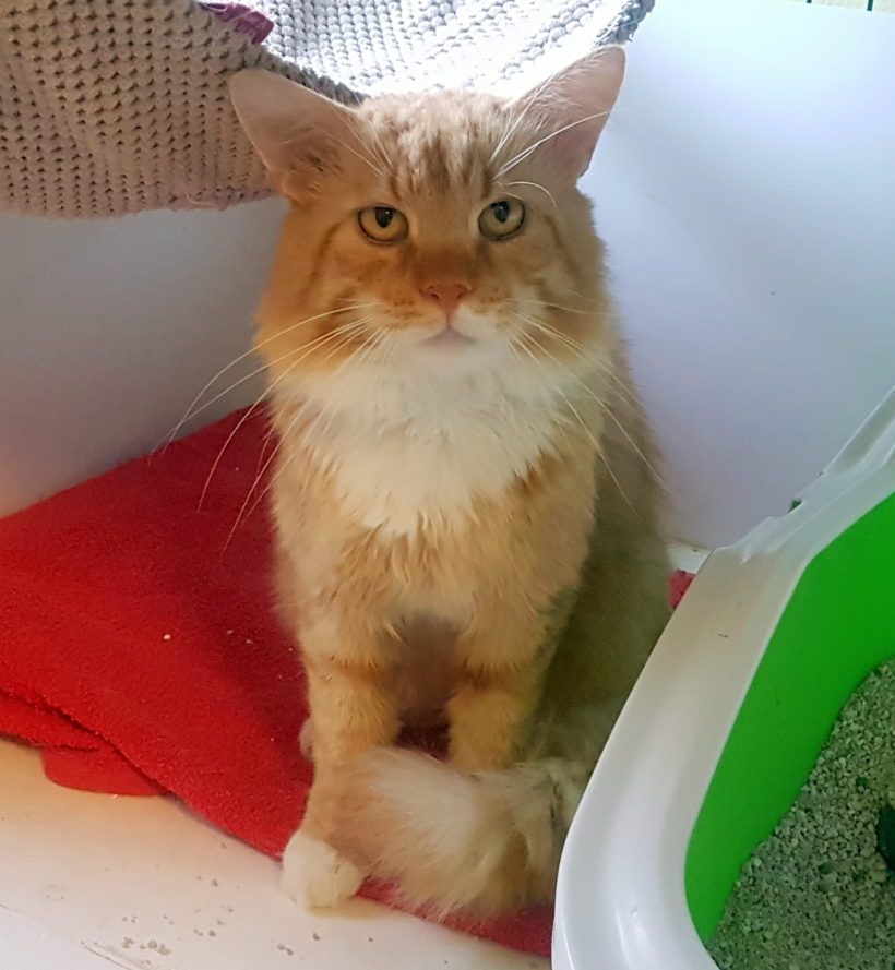 ASLAN (3-5l.) ASLAN (3-5l.)