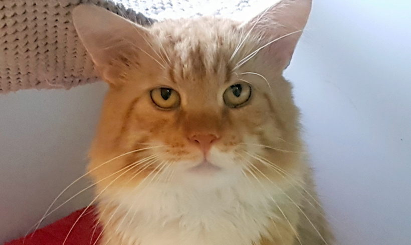 ASLAN (3-5l.)