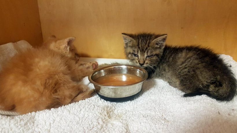 CHARLIE (2 m.) CHARLIE (2 m.)
