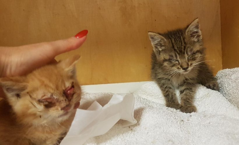CHARLIE (2 m.) CHARLIE (2 m.)