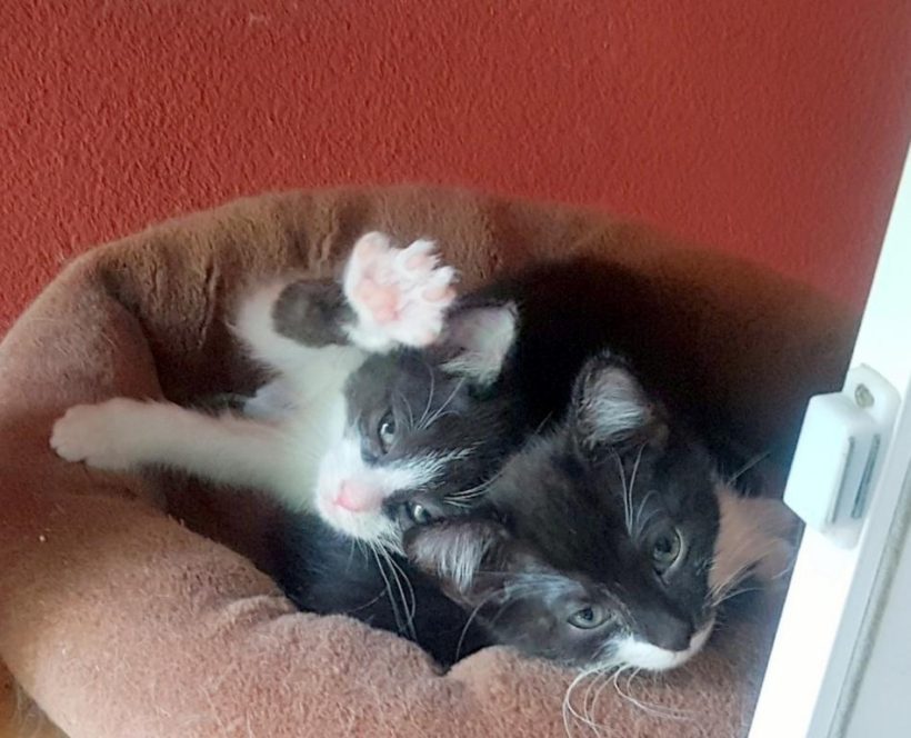OREO OREO