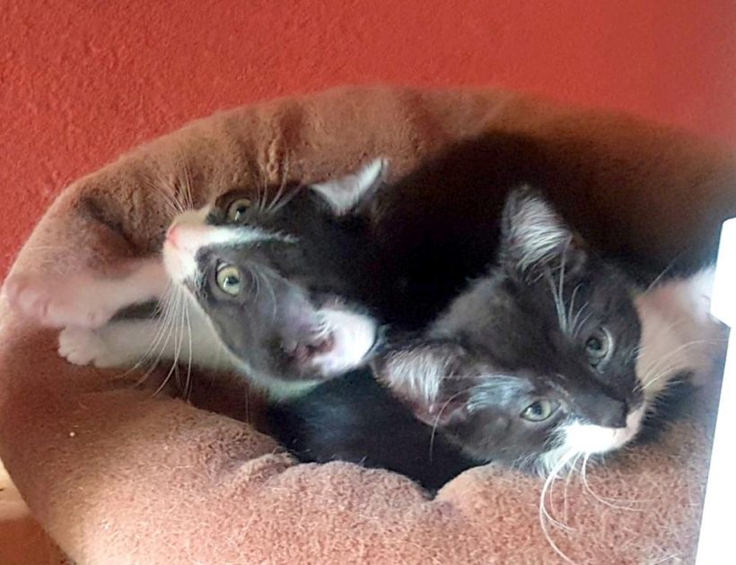 OREO OREO