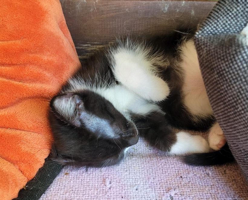 OREO OREO