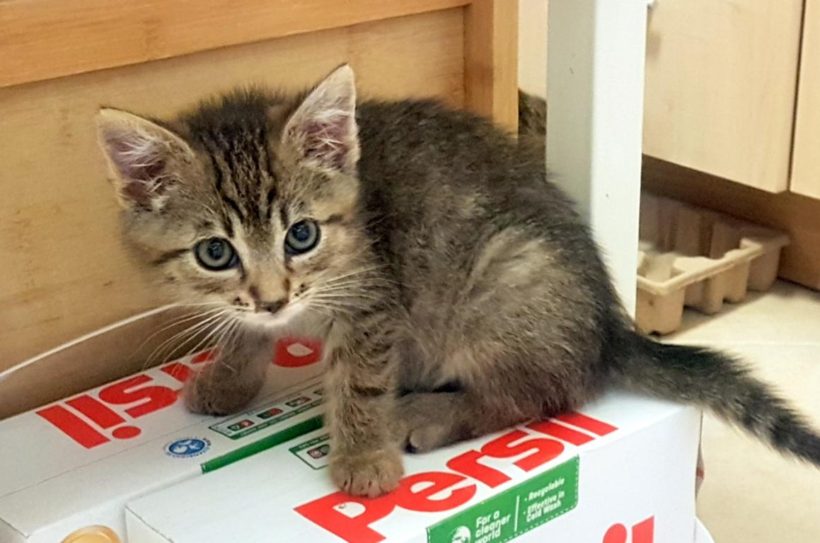 CHARLIE (2 m.) CHARLIE (2 m.)
