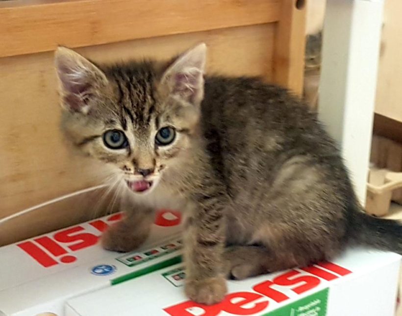 CHARLIE (2 m.) CHARLIE (2 m.)