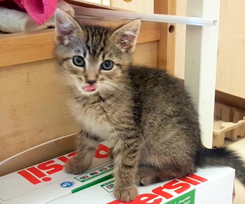 CHARLIE (2 m.) CHARLIE (2 m.)