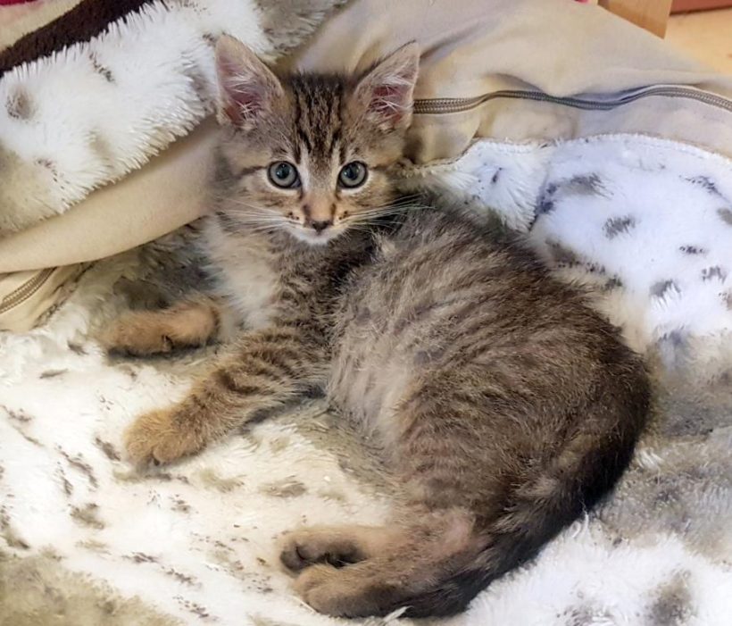 CHARLIE (2 m.) CHARLIE (2 m.)