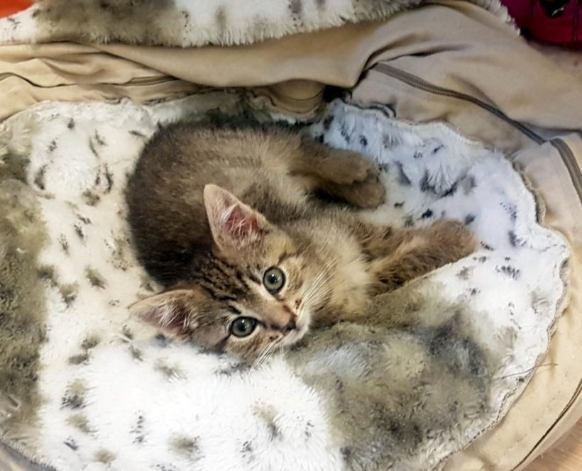 CHARLIE (2 m.) CHARLIE (2 m.)