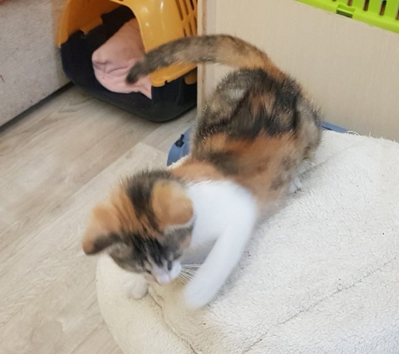 CHANTAL (2-3 m.)