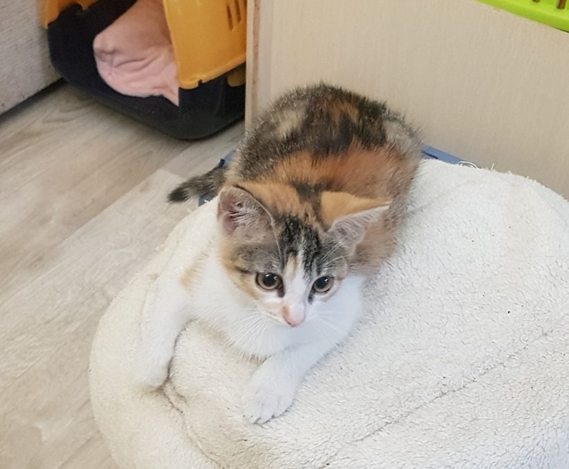 CHANTAL (2-3 m.)
