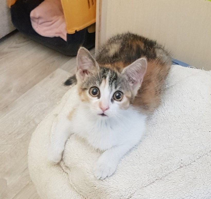 CHANTAL (2-3 m.)