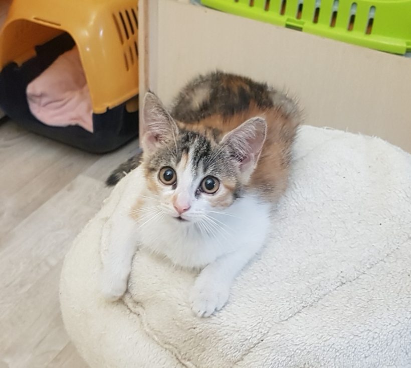 CHANTAL (2-3 m.)