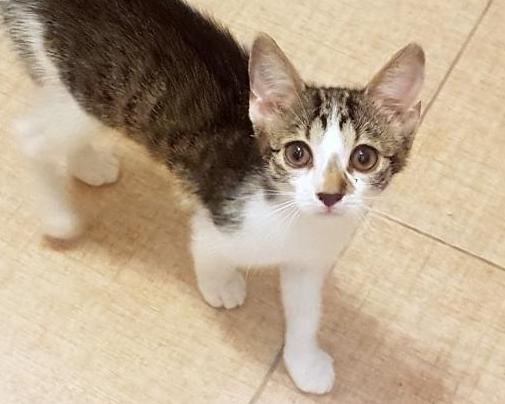 REEVA (2-3 m.)