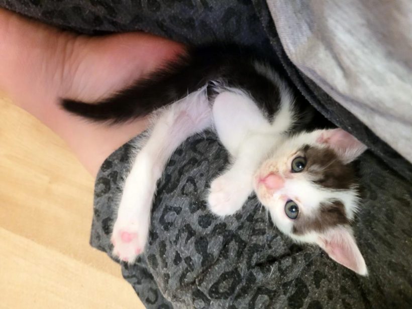LILY (3 m.)
