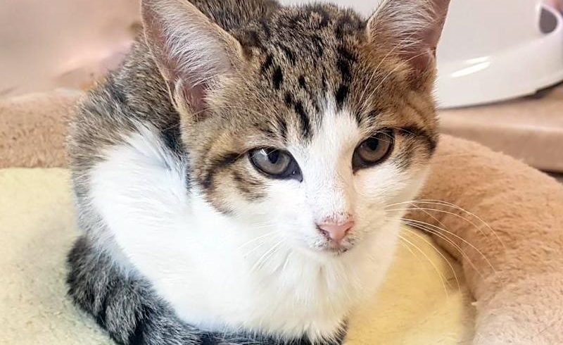 SAŠETKA (3m.)