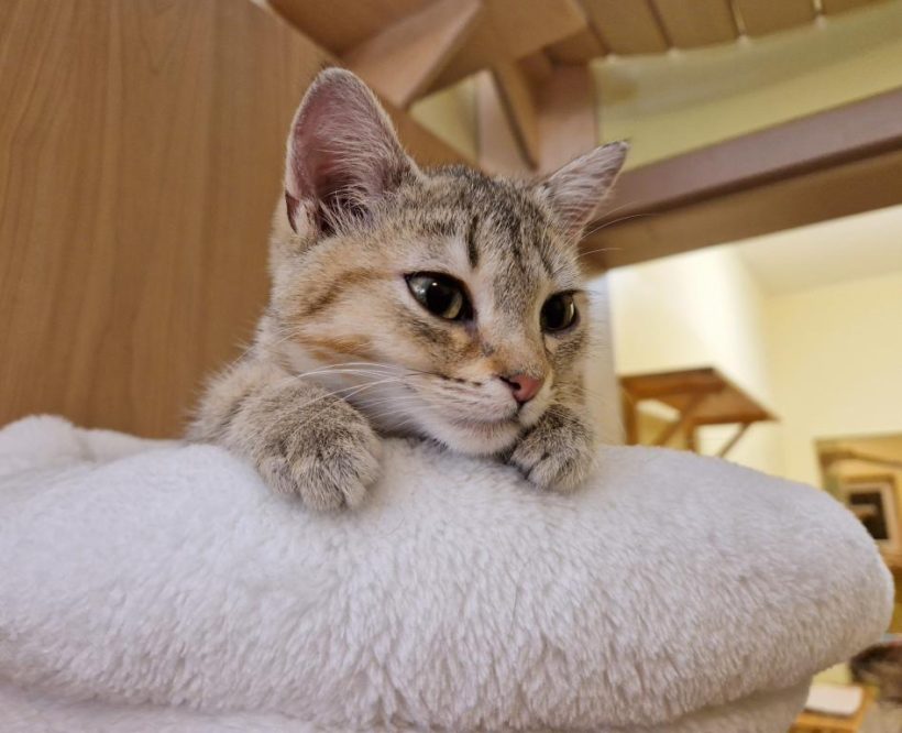 SUGAR