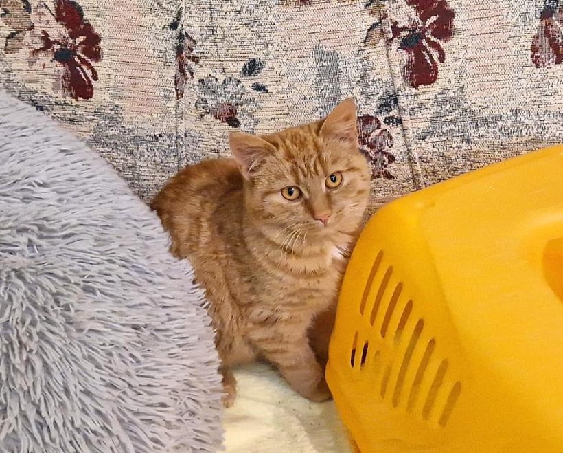 GIGI