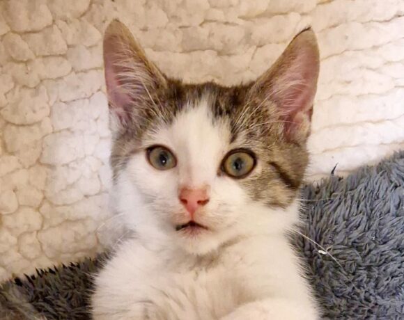 FERDA (6 m.)
