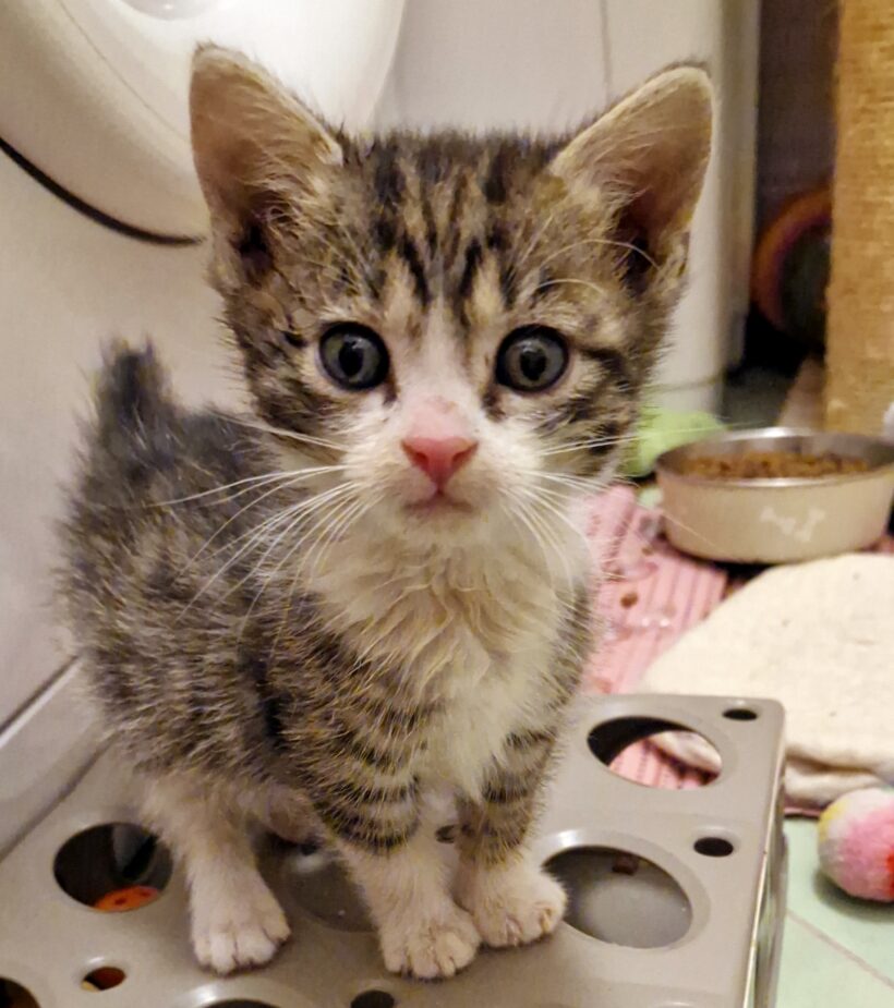 LUCKY (10 m.)