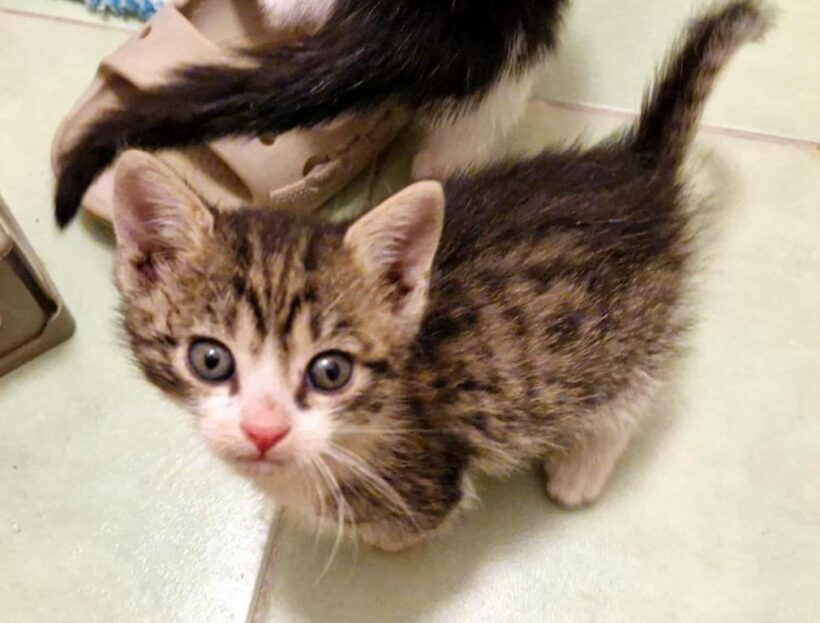 LUCKY (10 m.)