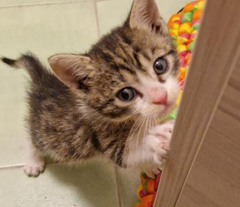 LUCKY (10 m.)