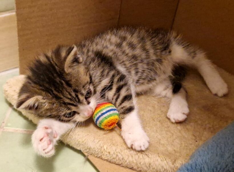 LUCKY (10 m.)